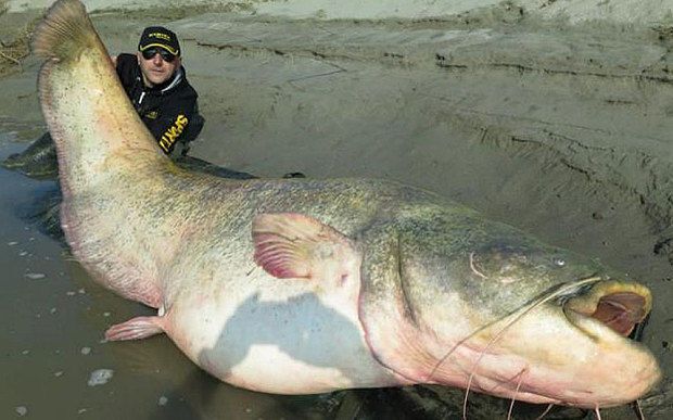 В Италии поймали гигантского сома весом 127 кг: опубликованы фото