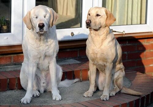 Душещипательная история о дружбе слепого человека и ослепшего пса 