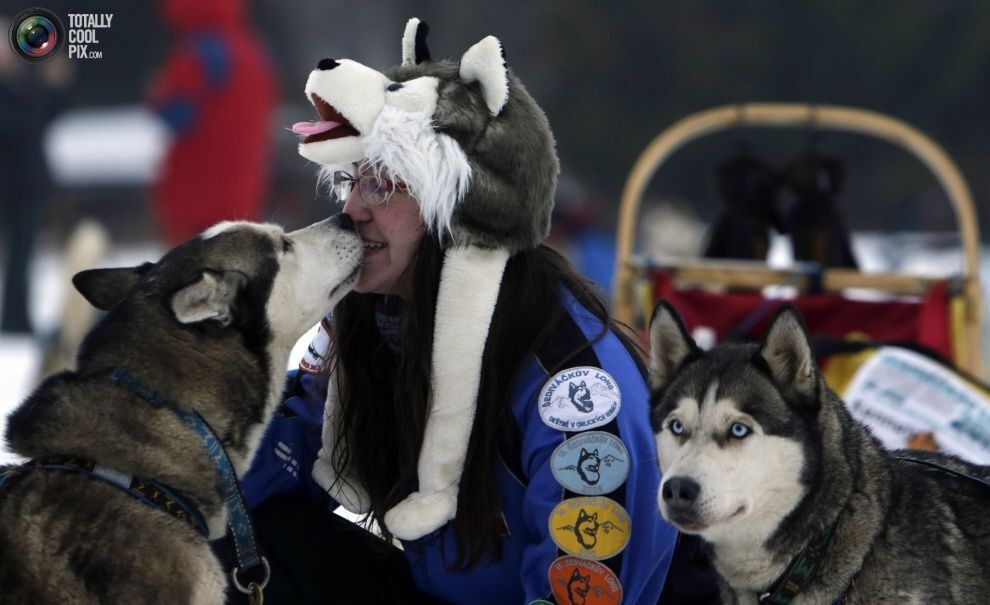 Удивительные гонки на собачьих упряжках в Европе