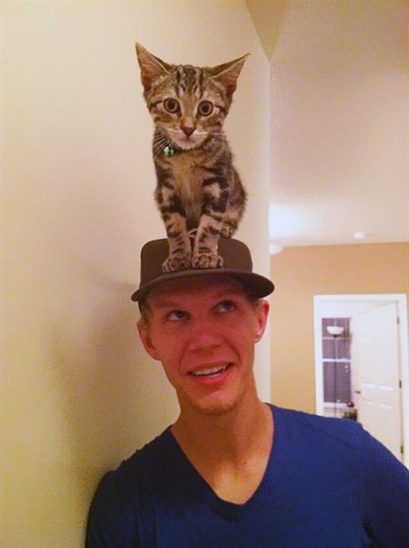 30 живых шапок: коты против меховых изделий