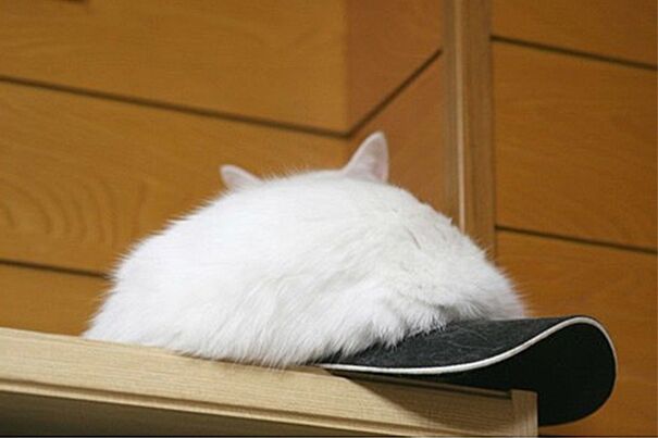 30 живых шапок: коты против меховых изделий