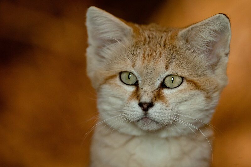 Бархатные коты – мастера маскировки