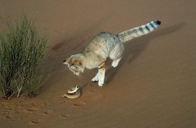 Бархатные коты – мастера маскировки