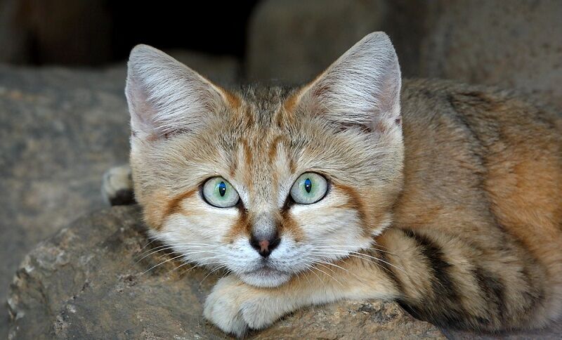 Бархатные коты – мастера маскировки