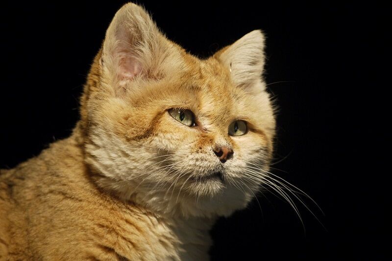 Бархатные коты – мастера маскировки