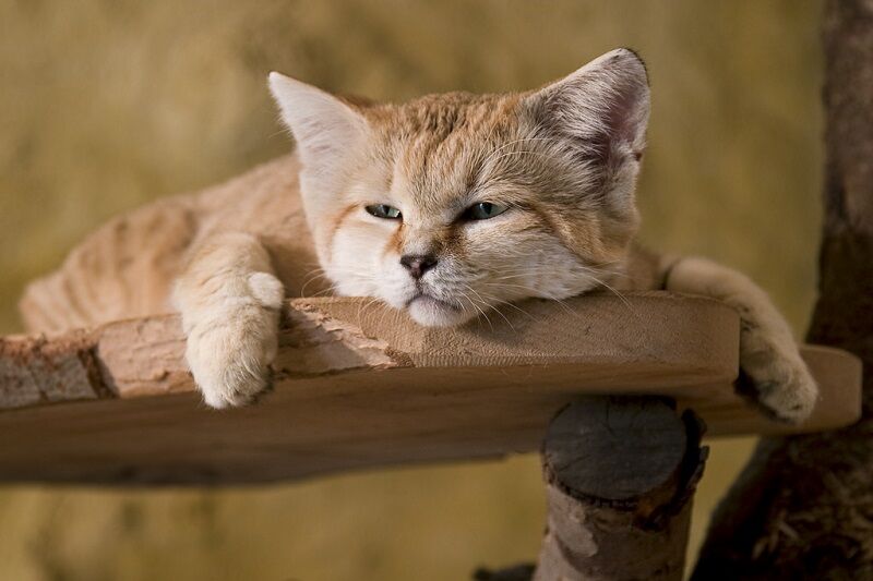 Бархатные коты – мастера маскировки