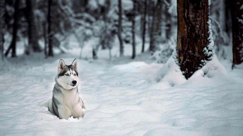 37 сказочных снимков животных в снегу