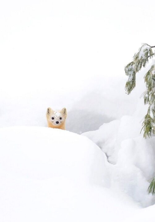 37 сказочных снимков животных в снегу