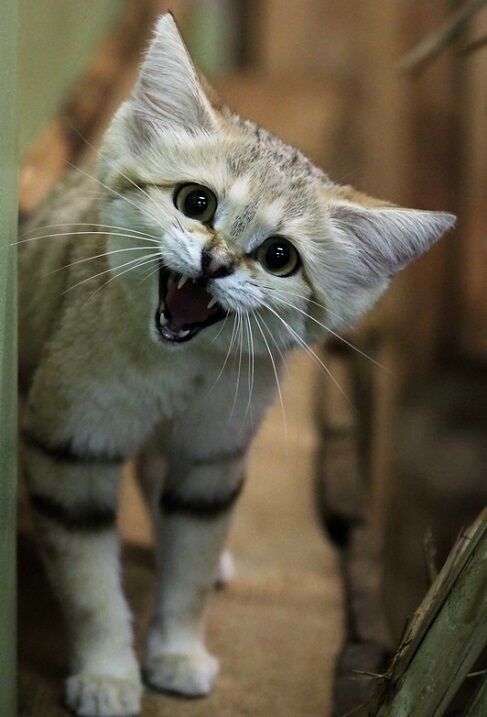 Бархатные коты – мастера маскировки