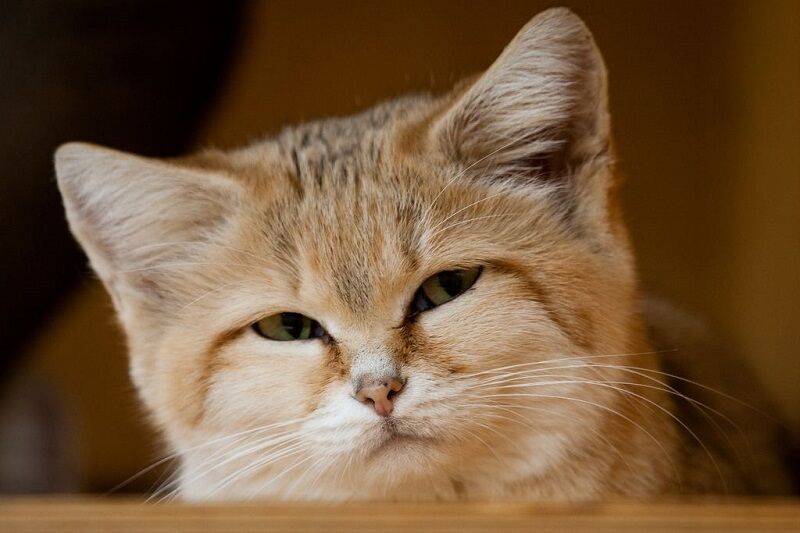 Бархатные коты – мастера маскировки