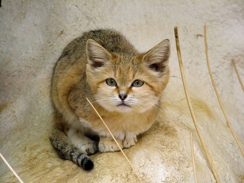 Бархатные коты – мастера маскировки