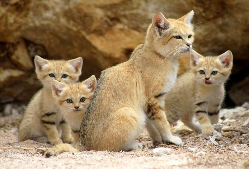 Бархатные коты – мастера маскировки