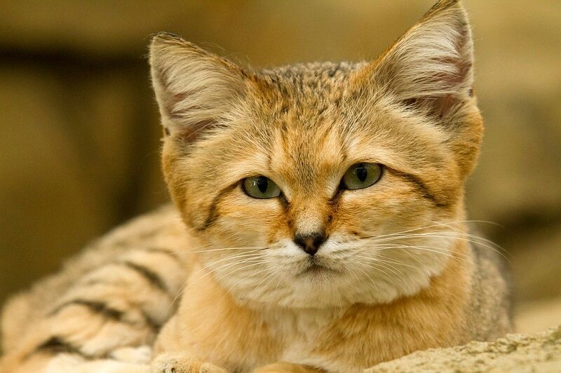 Бархатные коты – мастера маскировки