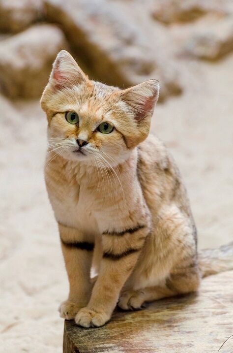 Бархатные коты – мастера маскировки