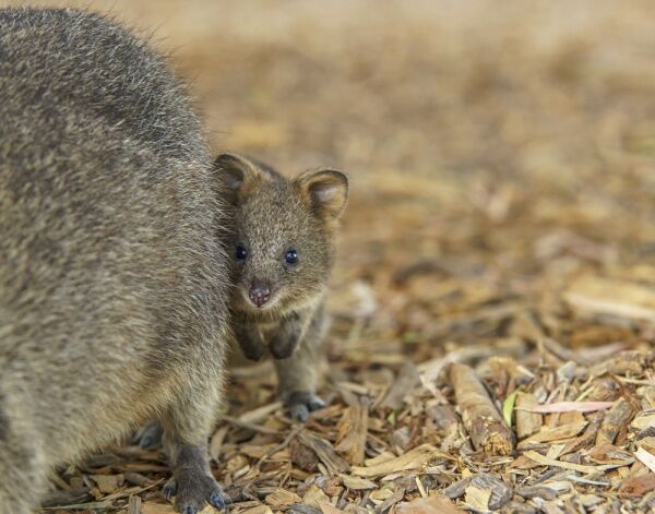Квокки – самое счастливое животное на свете