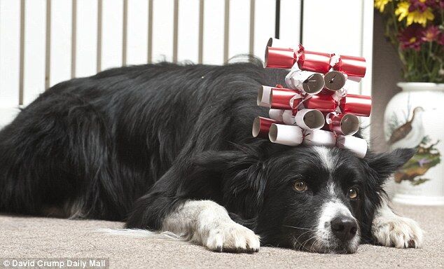 Хозяин научил своего пса приносить ему вино и сосиски на голове