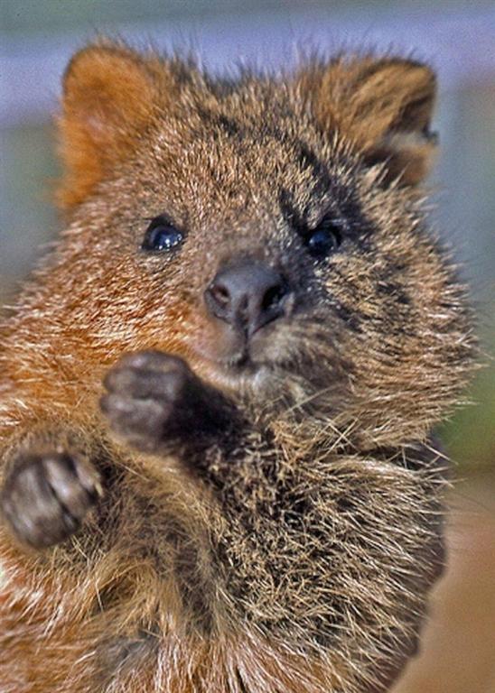 Квокки – самое счастливое животное на свете