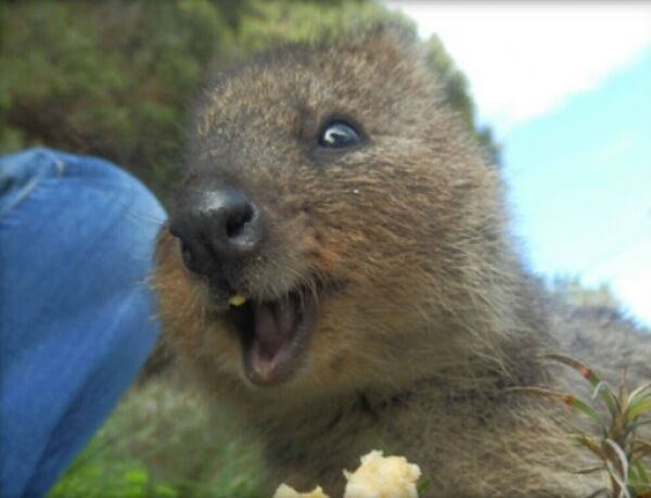 Квокки – самое счастливое животное на свете
