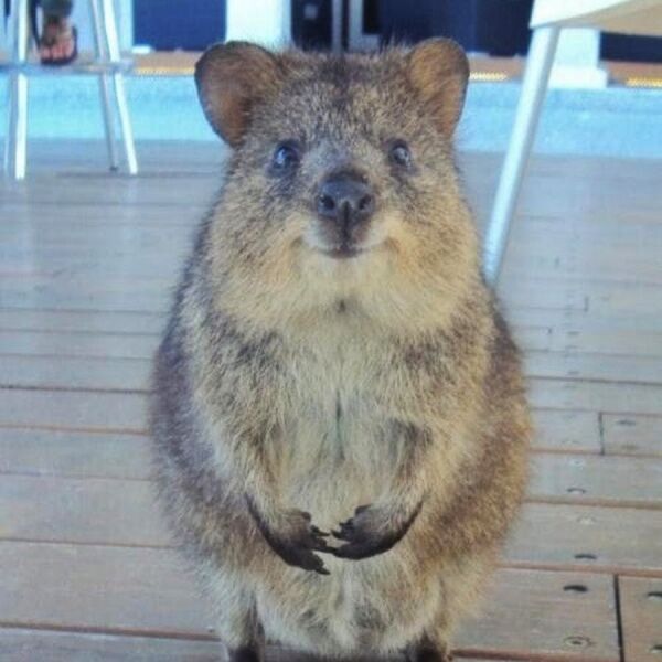 Квокки – самое счастливое животное на свете
