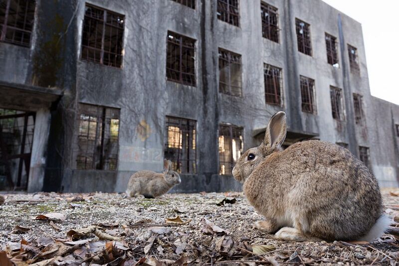 Сверхсекретная военная база превратилась в Остров кроликов: опубликованы фото