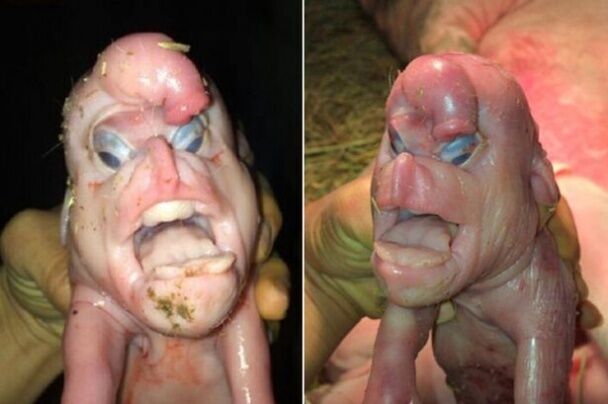 В Китае родился поросенок-демон с человеческим лицом: опубликованы фото
