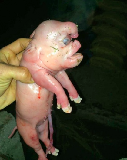 В Китае родился поросенок-демон с человеческим лицом: опубликованы фото