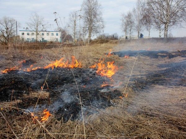 В Киеве горело 38 гектаров травы: опубликованы фото