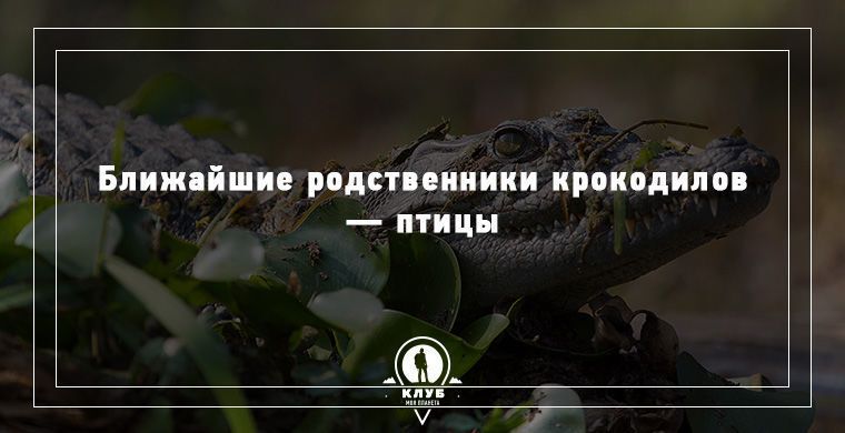 Удивительные факты о животных, которые вас поразят