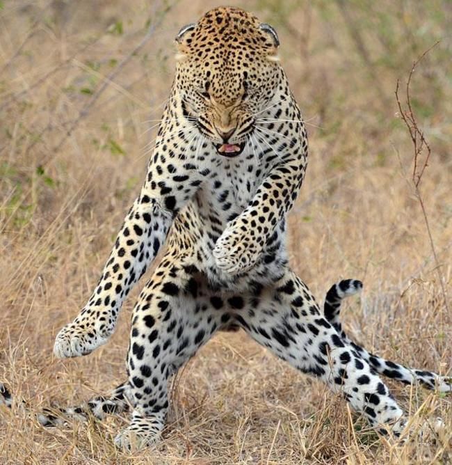 Фото "танцующих" животных, которые покорили мир