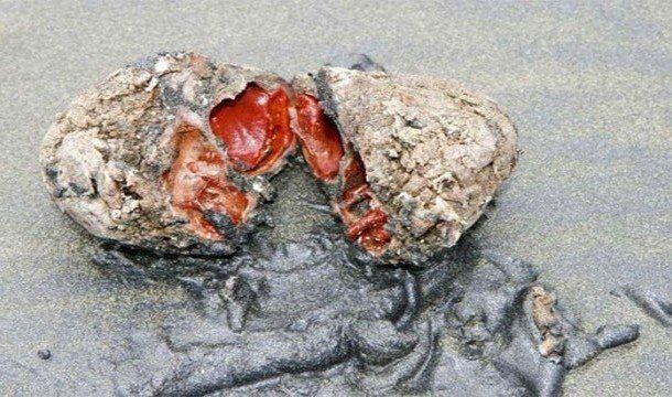 Живые камни, Чили
Напоминая внутренние органы какого-то животного, заточенного в камень, эти организмы легко сливаются с обыкновенными камнями на пляжах.