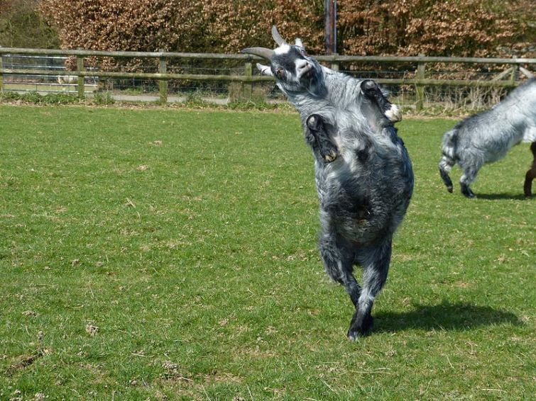 Фото танцующих животных, которые сделают ваш день