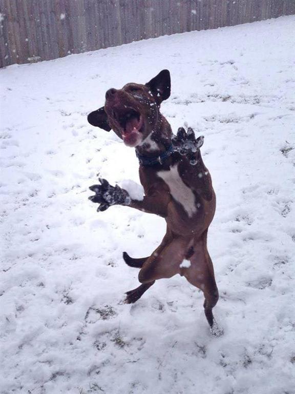 Фото танцующих животных, которые сделают ваш день