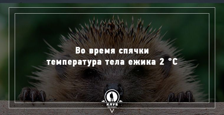 Удивительные факты о животных, которые вас поразят