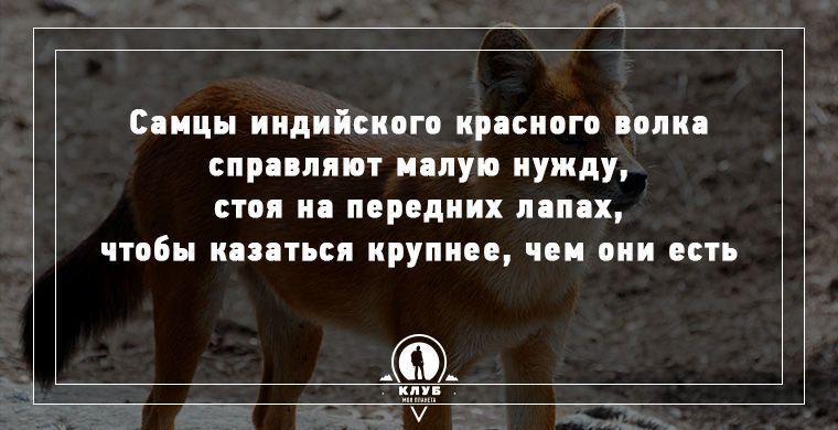 Удивительные факты о животных, которые вас поразят