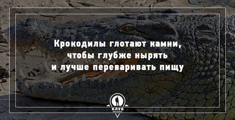 Удивительные факты о животных, которые вас поразят