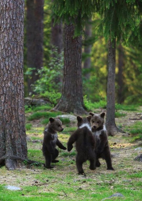 Фото "танцующих" животных, которые покорили мир