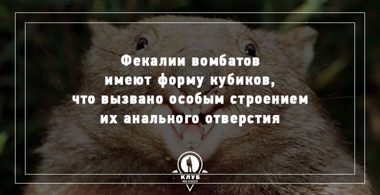 Удивительные факты о животных, которые вас поразят