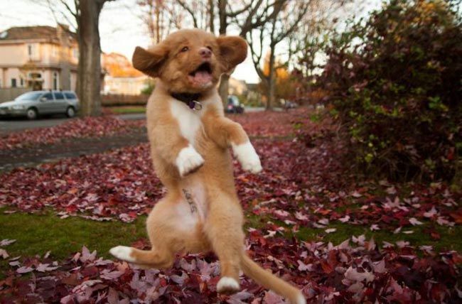 Фото танцующих животных, которые сделают ваш день