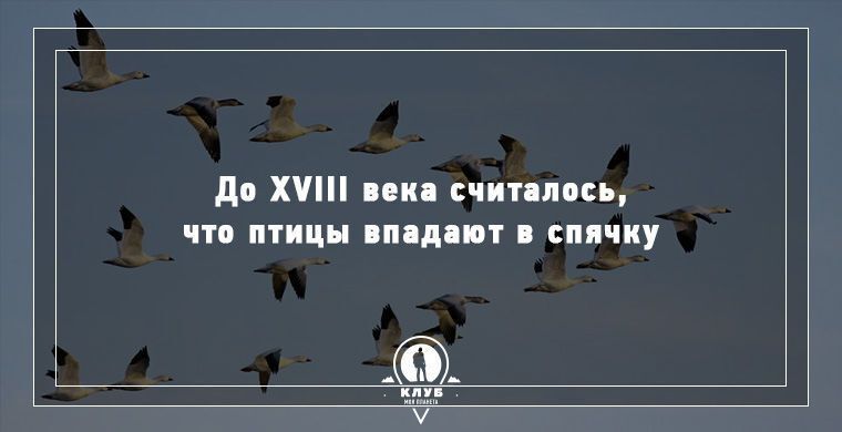 Удивительные факты о животных, которые вас поразят