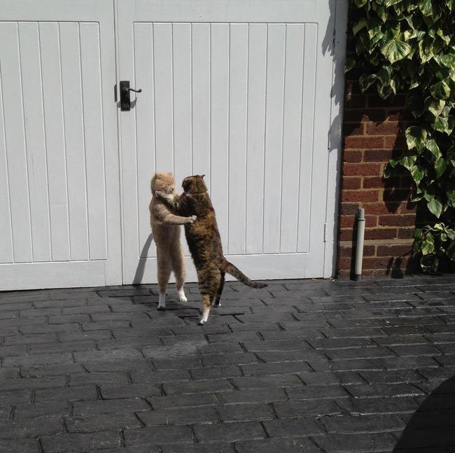 Фото танцующих животных, которые сделают ваш день