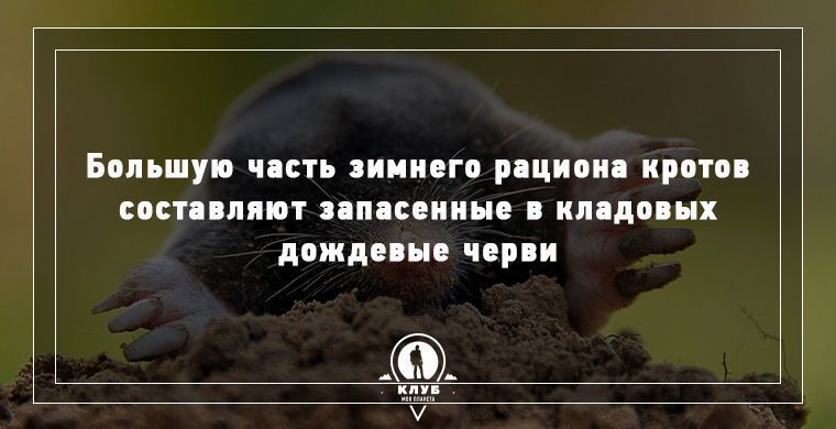 Удивительные факты о животных, которые вас поразят