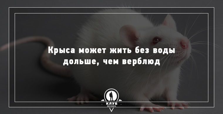 Удивительные факты о животных, которые вас поразят