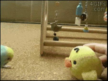 Фото танцующих животных, которые сделают ваш день