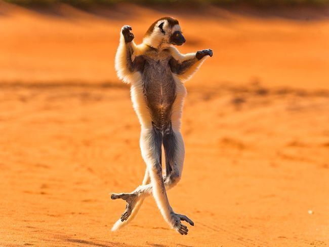Фото "танцующих" животных, которые покорили мир