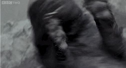 Фото танцующих животных, которые сделают ваш день