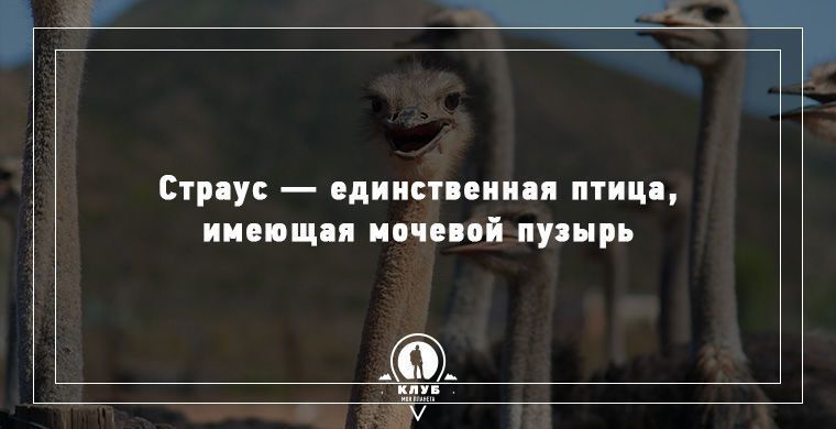 Удивительные факты о животных, которые вас поразят