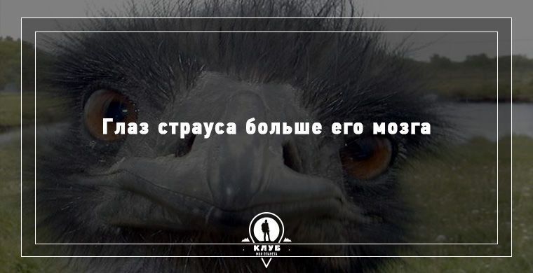 Удивительные факты о животных, которые вас поразят