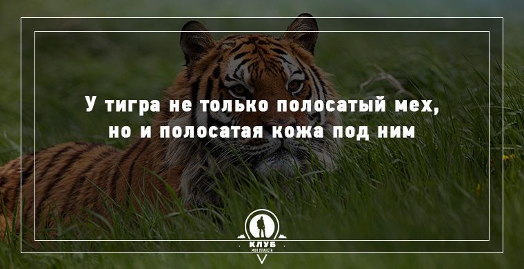 Удивительные факты о животных, которые вас поразят