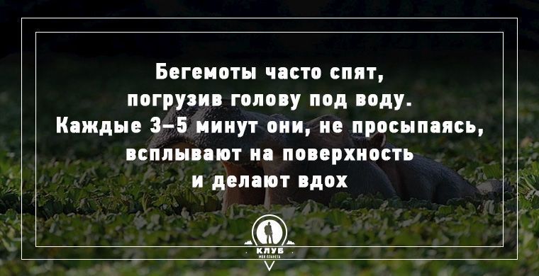 Удивительные факты о животных, которые вас поразят