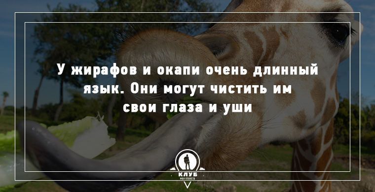 Удивительные факты о животных, которые вас поразят